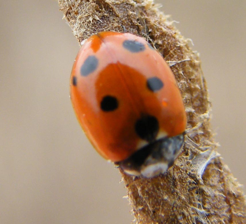 Hippodamia variegata?